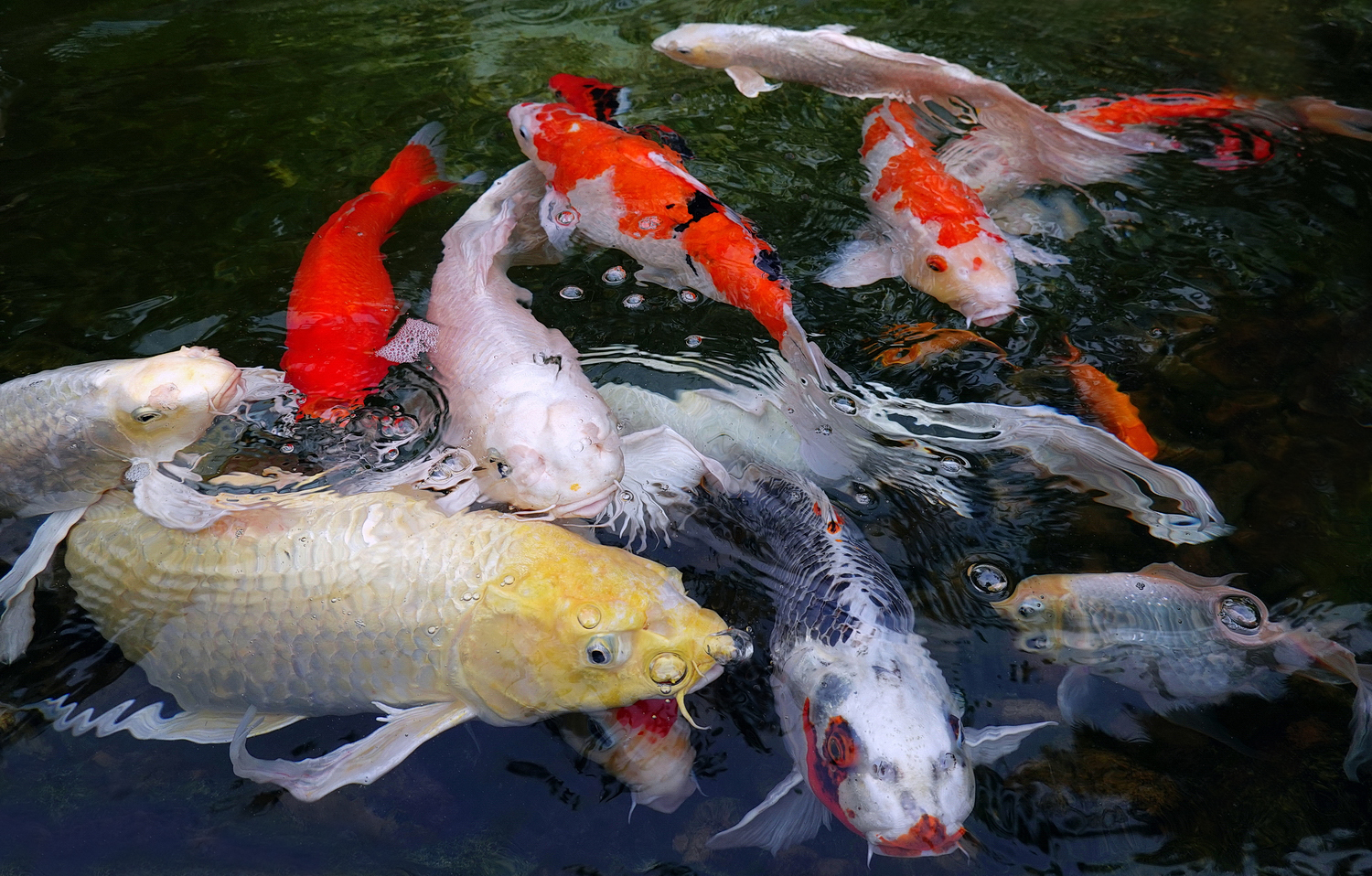 陳永鑑_錦鯉遊緃_20200913e.jpg