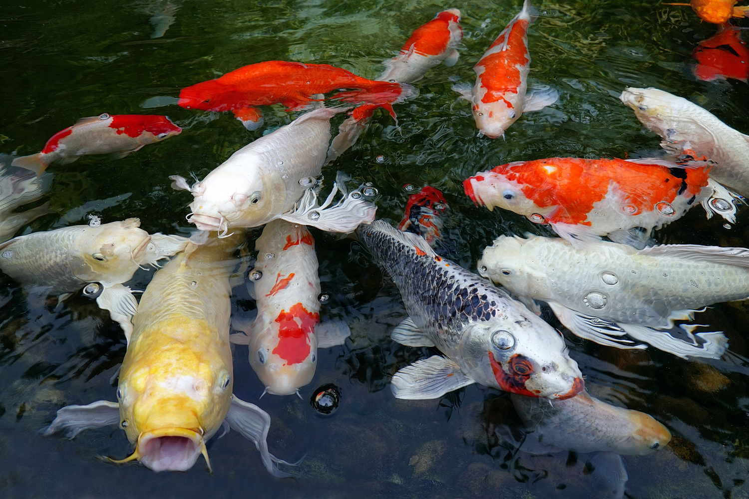 陳永鑑_錦鯉遊緃_20200913d.jpg