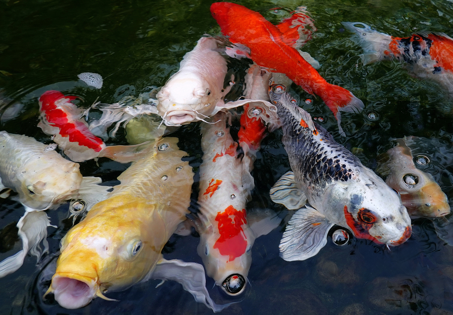 陳永鑑_錦鯉遊緃_20200913c.jpg