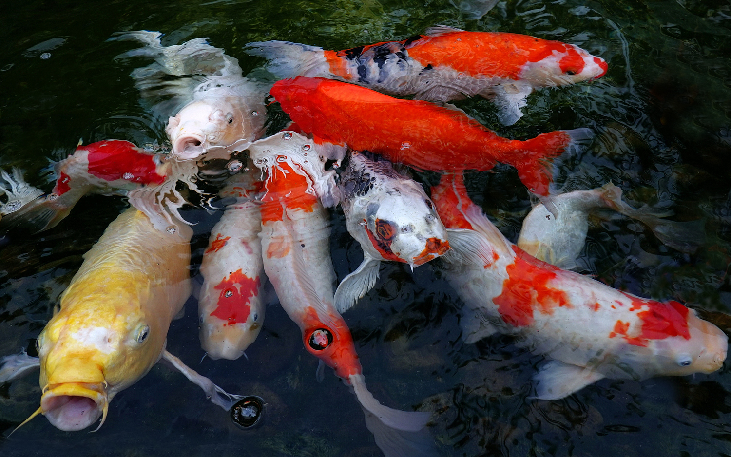 陳永鑑_錦鯉遊緃_20200913b.jpg