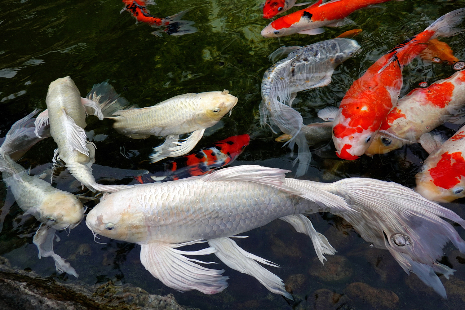 陳永鑑_錦鯉遊緃_20200913a.jpg