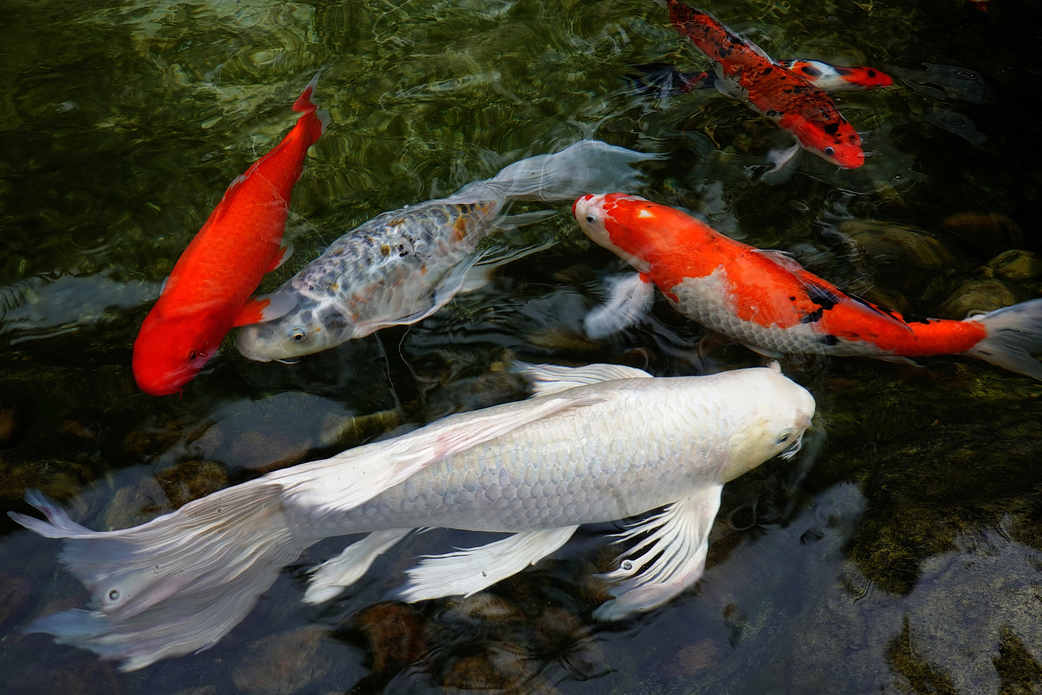 陳永鑑_錦鯉遊緃_20200913l.jpg