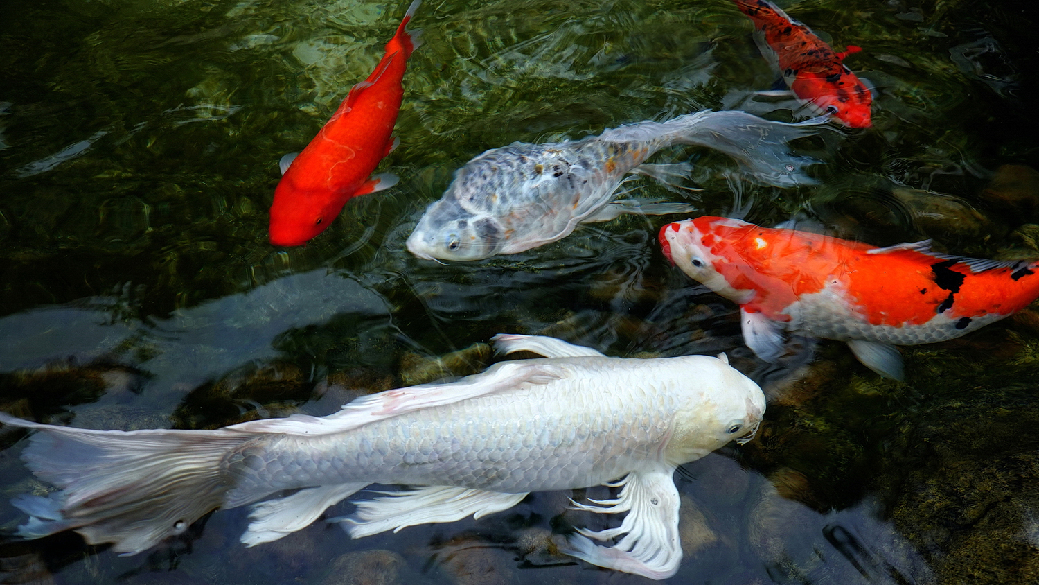陳永鑑_錦鯉遊緃_20200913j.jpg