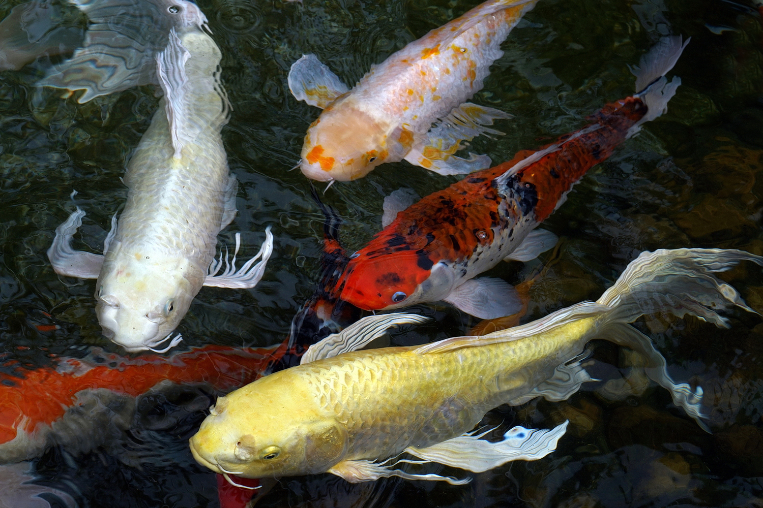 陳永鑑_錦鯉遊緃_20200914f.jpg