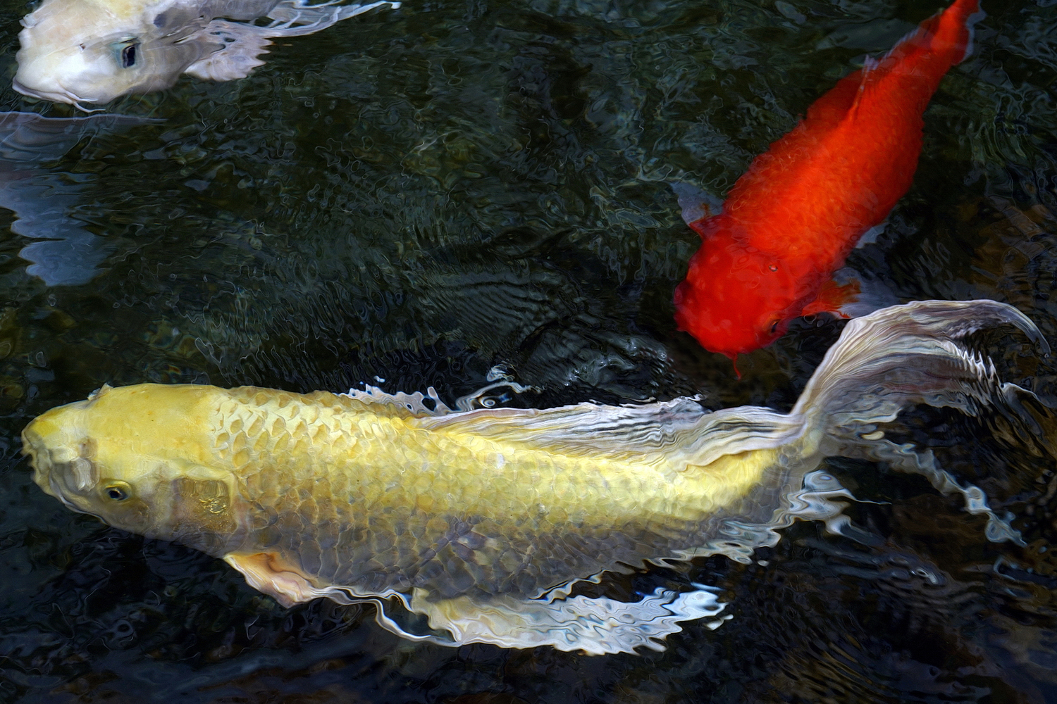 陳永鑑_錦鯉遊緃_20200914e.jpg