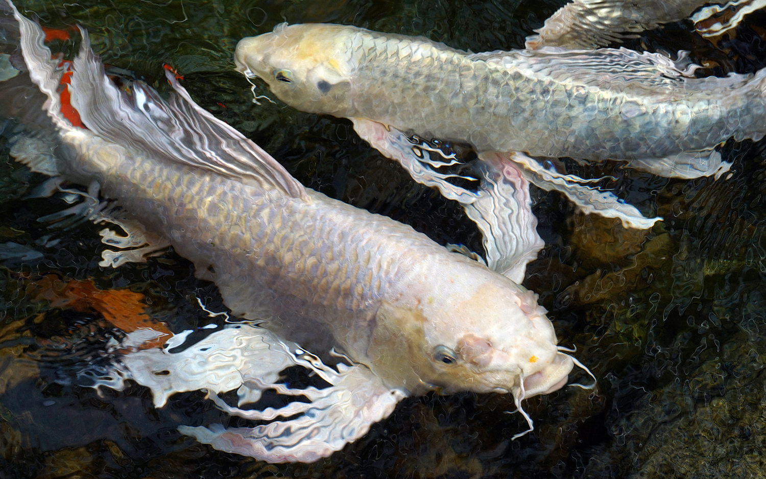 陳永鑑_錦鯉遊緃_20200914d.jpg