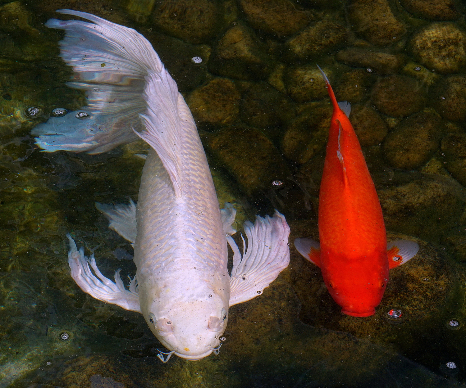 陳永鑑_錦鯉遊緃_20200914c.jpg