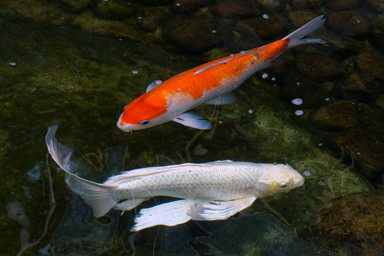 陳永鑑_錦鯉遊緃_20200914b.jpg