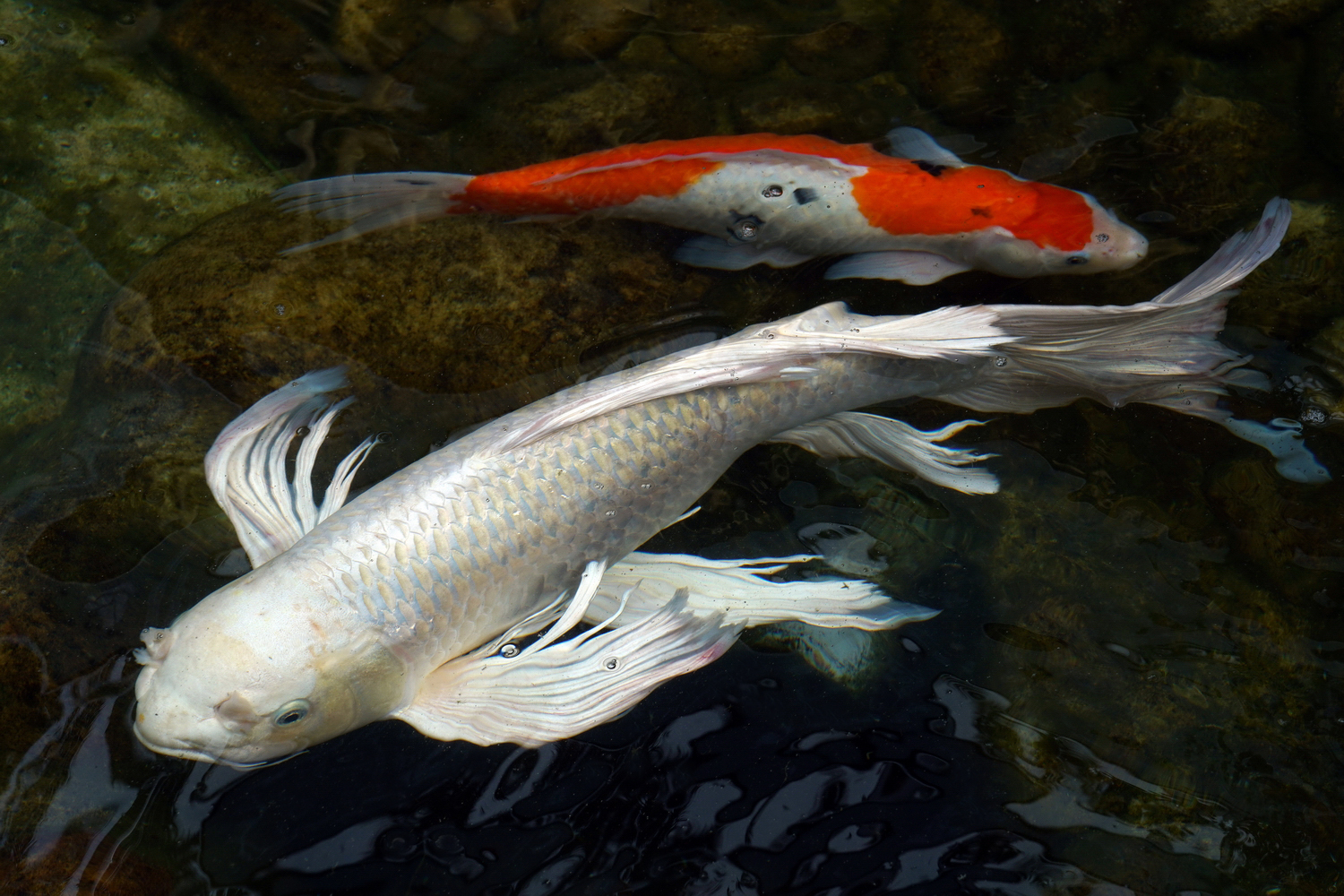 陳永鑑_錦鯉遊緃_20200914a.jpg