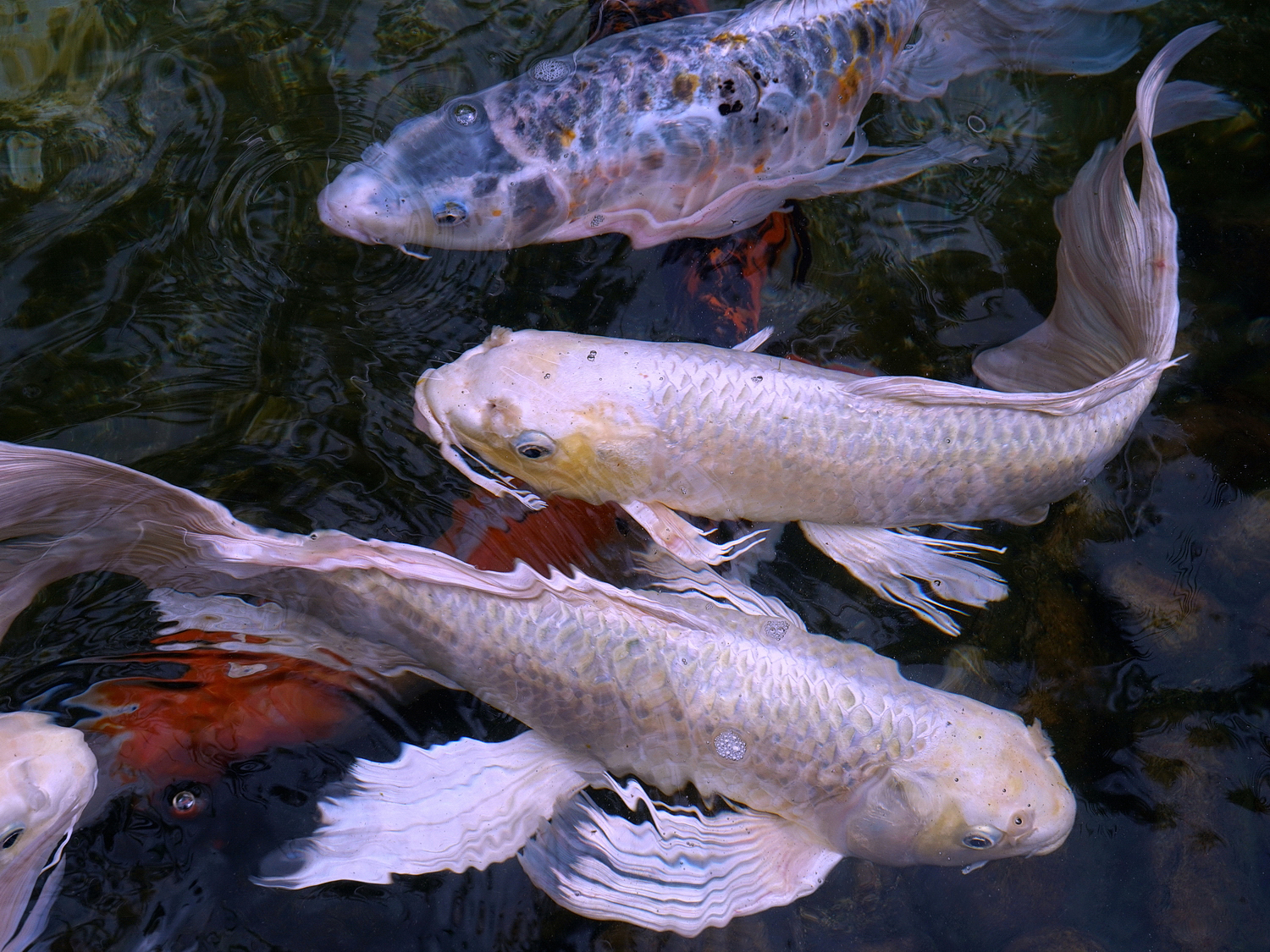 陳永鑑_錦鯉遊緃_20200915e.jpg