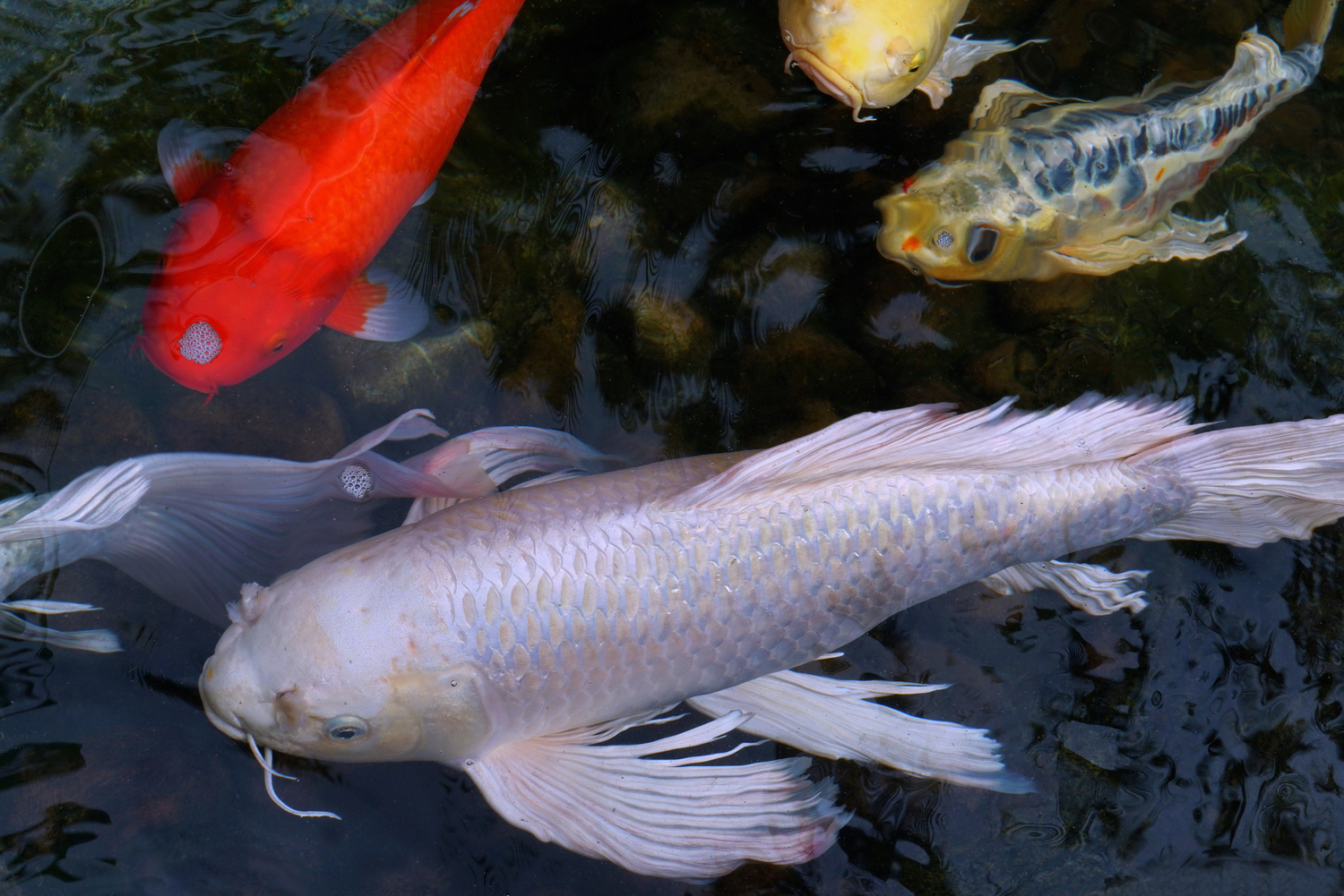 陳永鑑_錦鯉遊緃_20200915d.jpg
