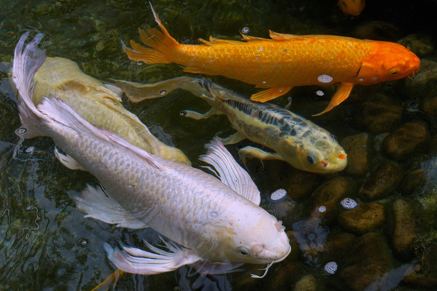 陳永鑑_錦鯉遊緃_20200915c.jpg