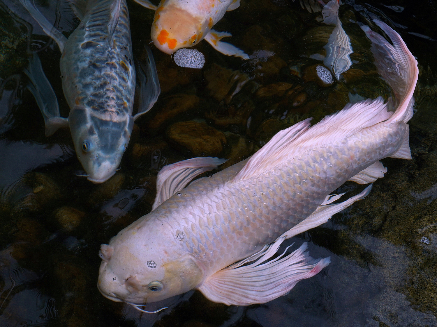陳永鑑_錦鯉遊緃_20200915b.jpg