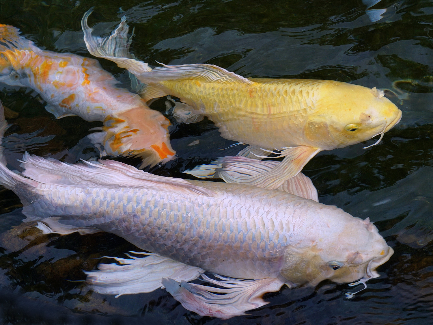 陳永鑑_錦鯉遊緃_20200915a.jpg