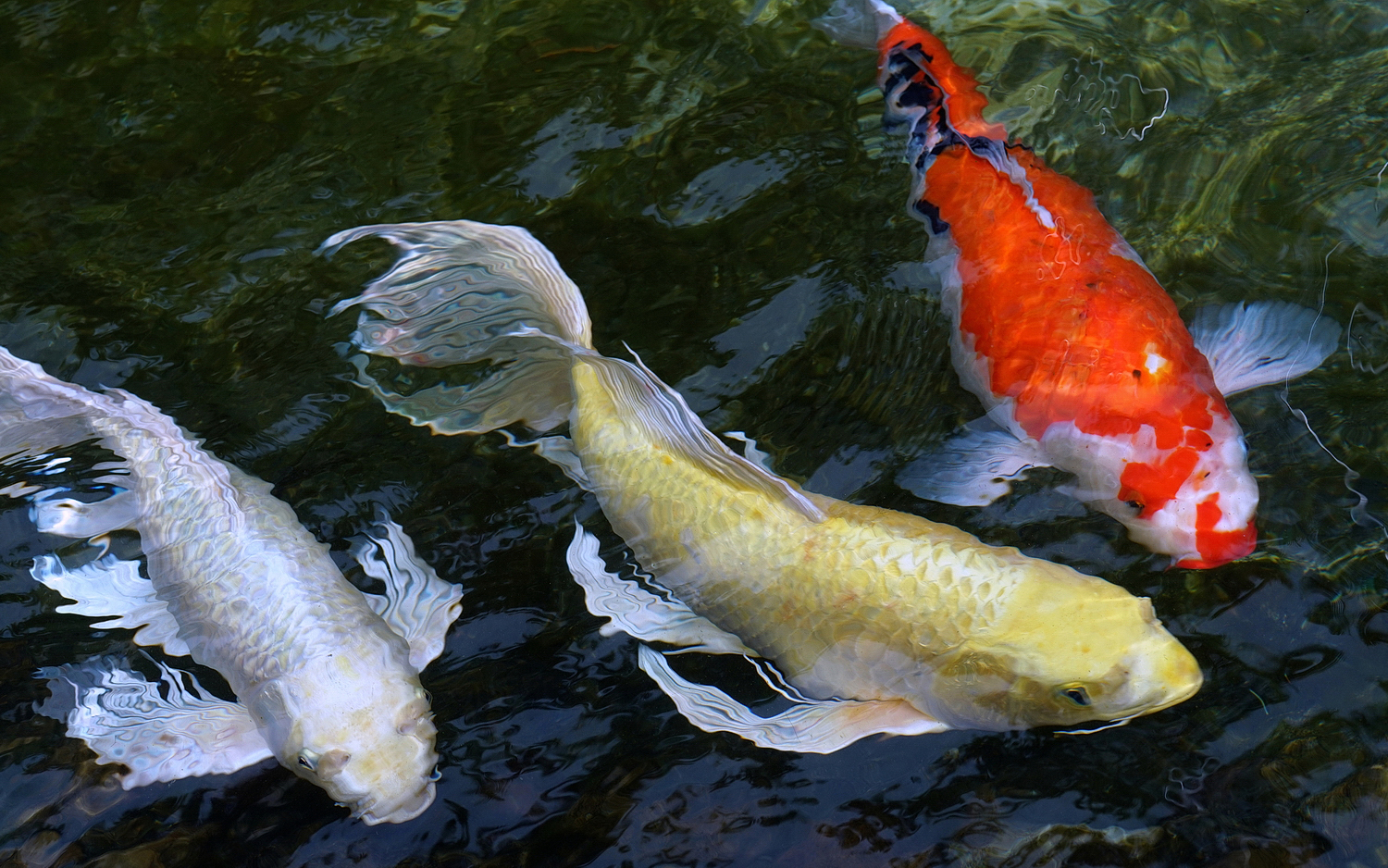 陳永鑑_錦鯉遊緃_20200916h.jpg