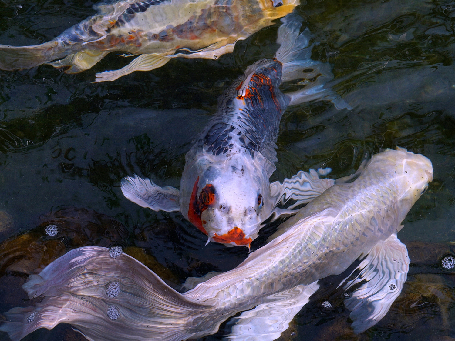 陳永鑑_錦鯉遊緃_20200916g.jpg