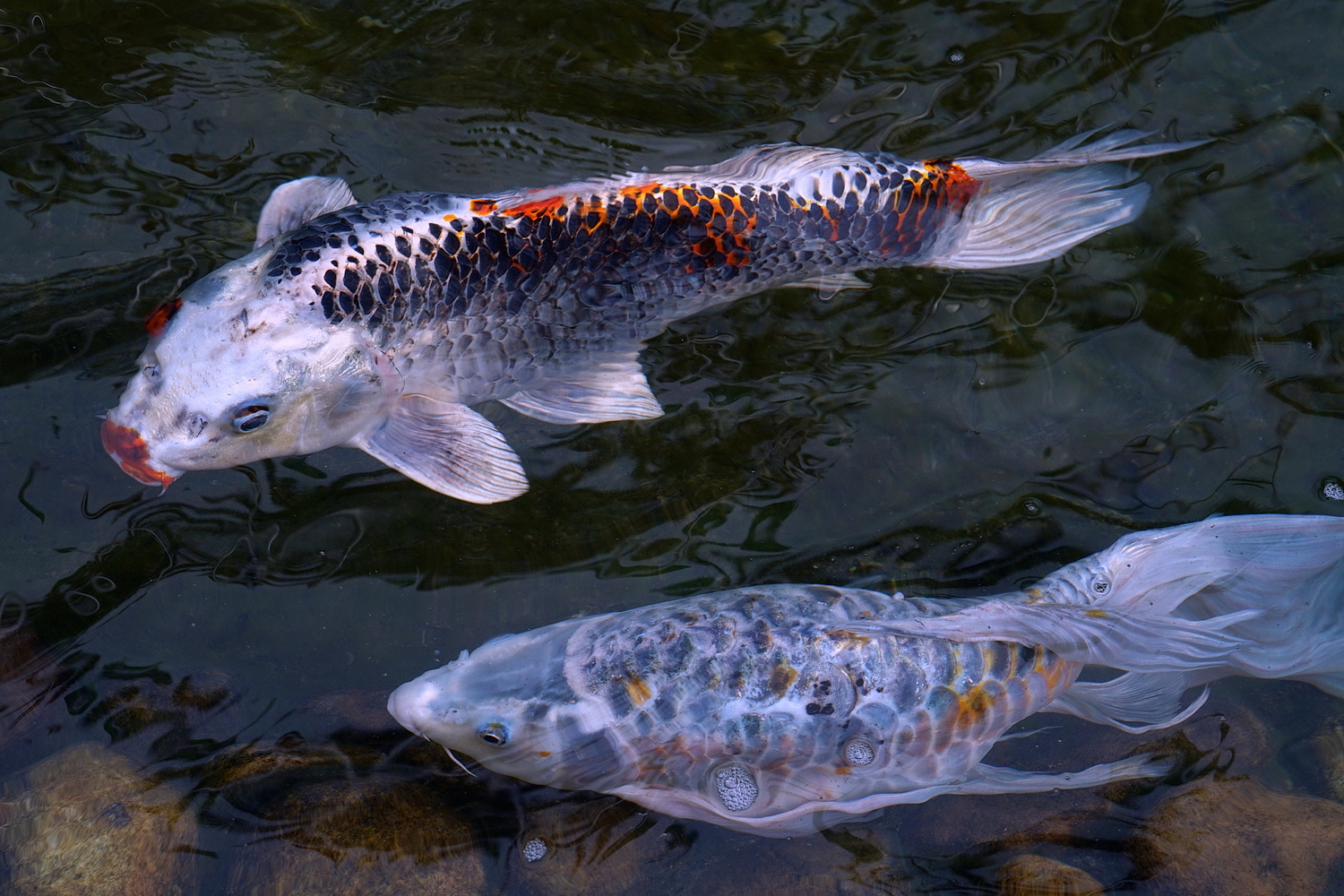 陳永鑑_錦鯉遊緃_20200916f.jpg