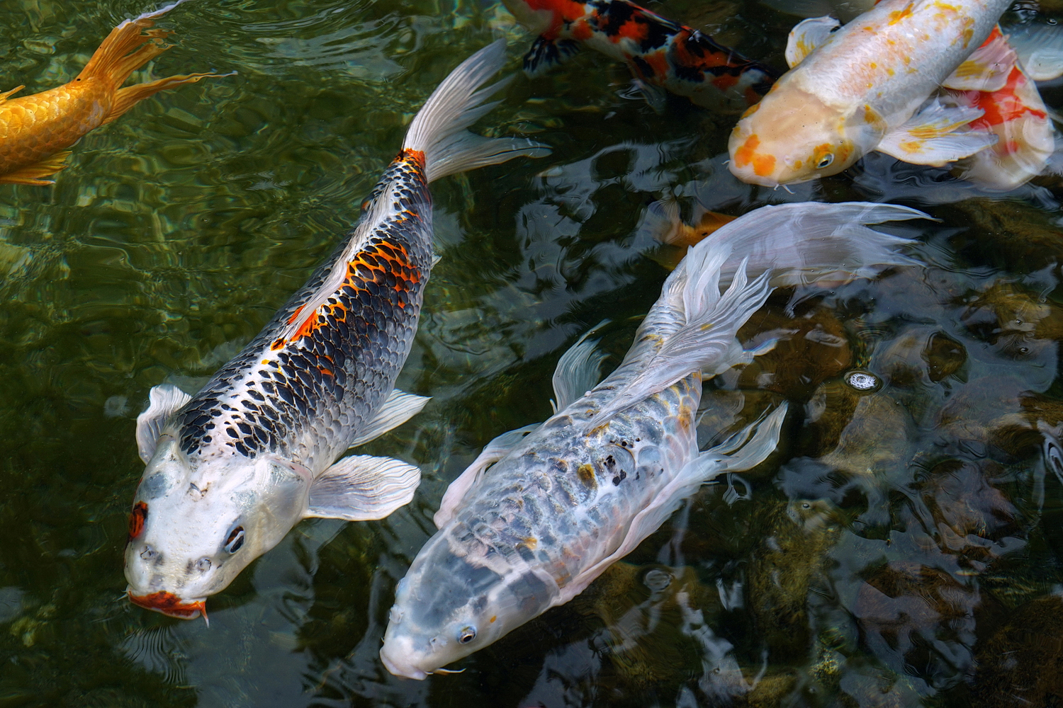 陳永鑑_錦鯉遊緃_20200916e.jpg