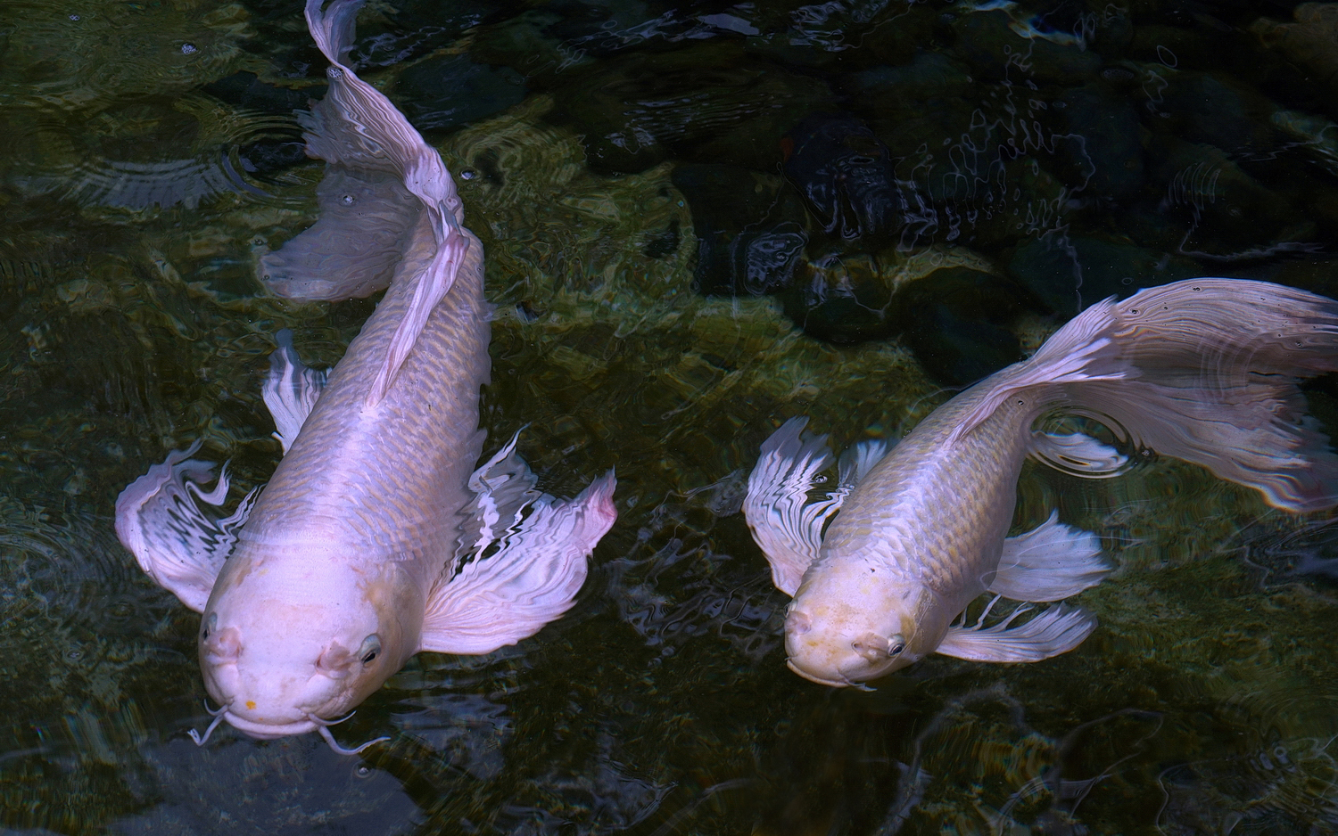陳永鑑_錦鯉遊緃_20200916b.jpg