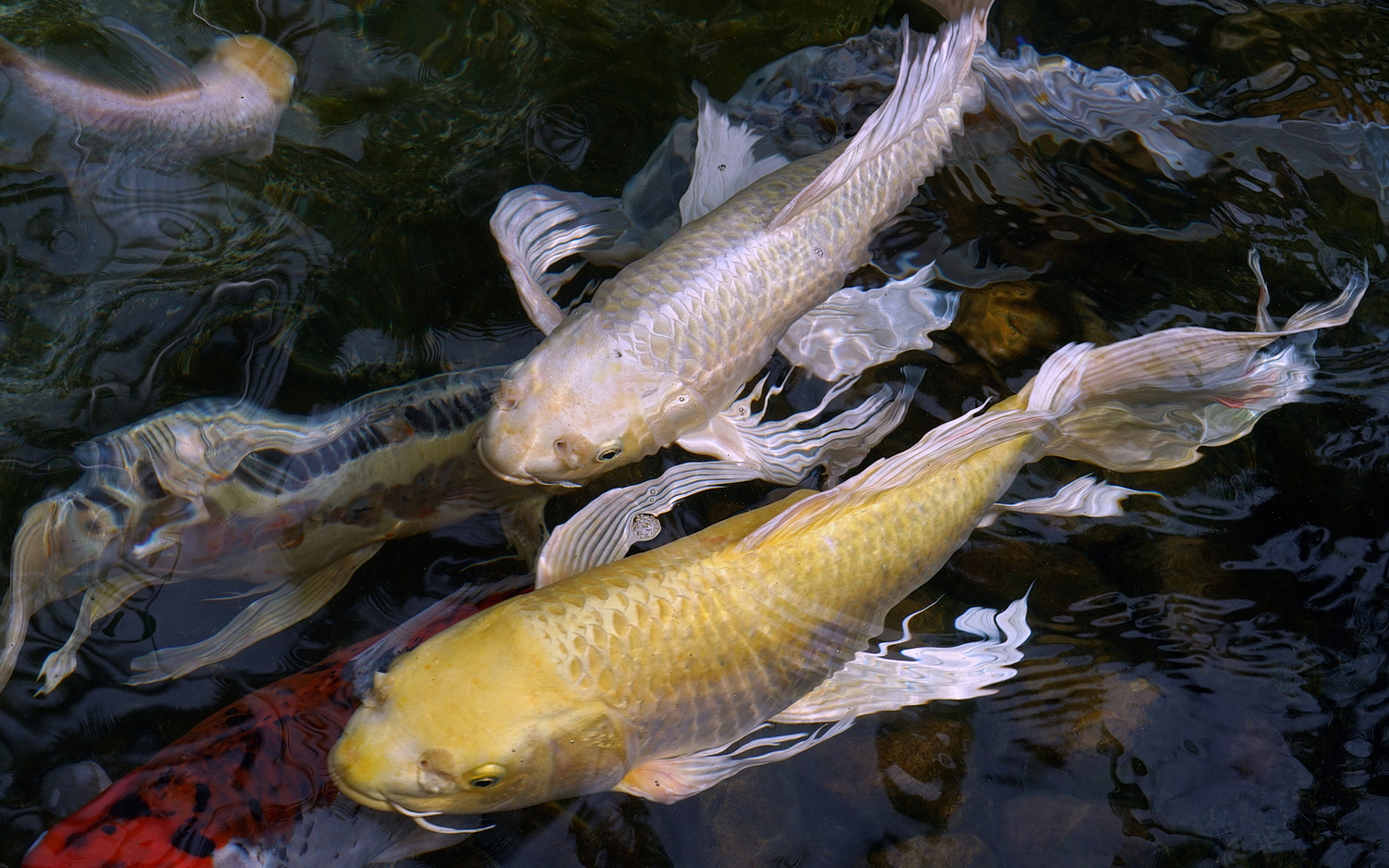 陳永鑑_錦鯉遊緃_20200916a.jpg