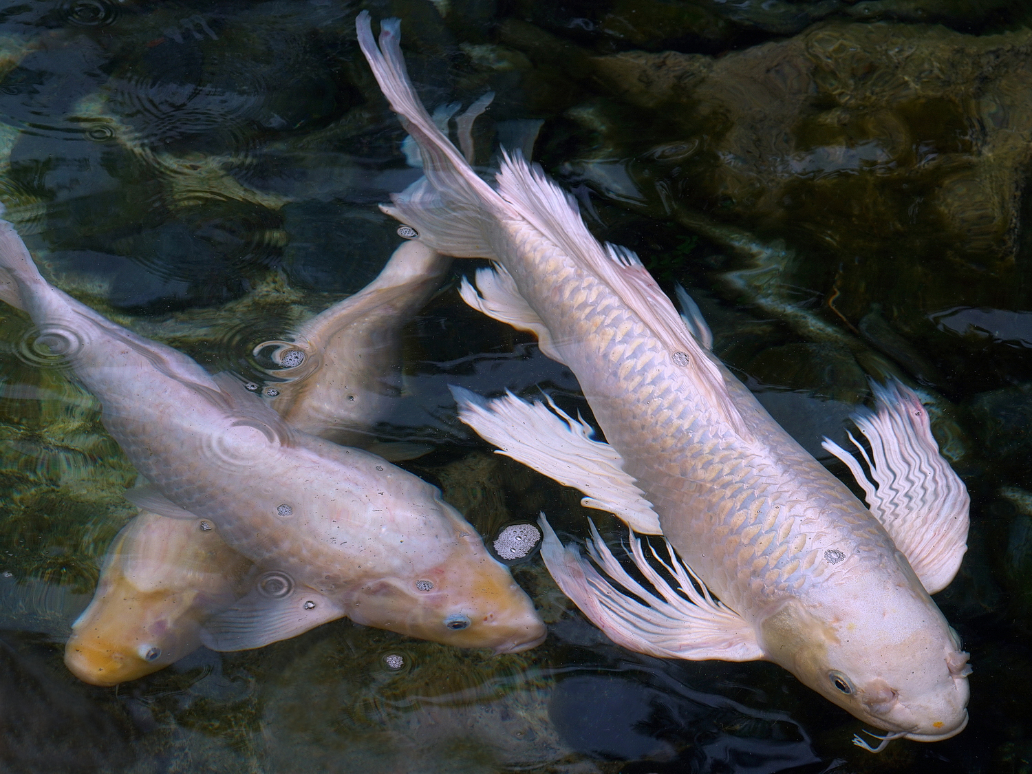 陳永鑑_錦鯉遊緃_20200917e.jpg