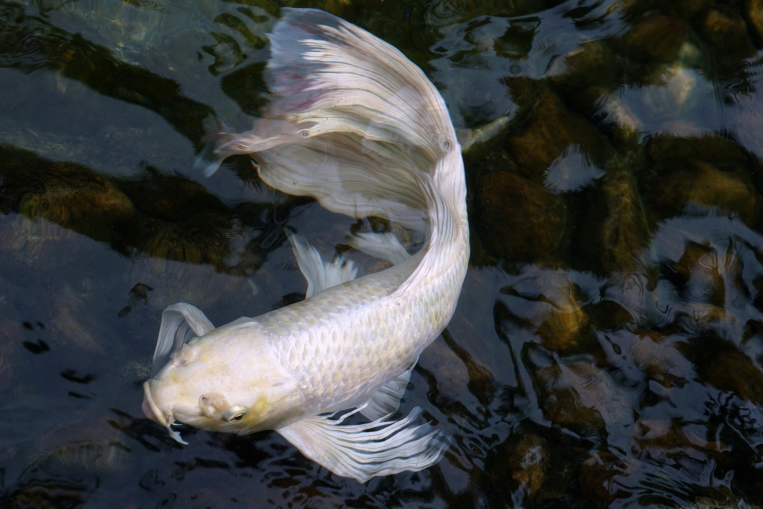 陳永鑑_錦鯉遊緃_20200917d.jpg