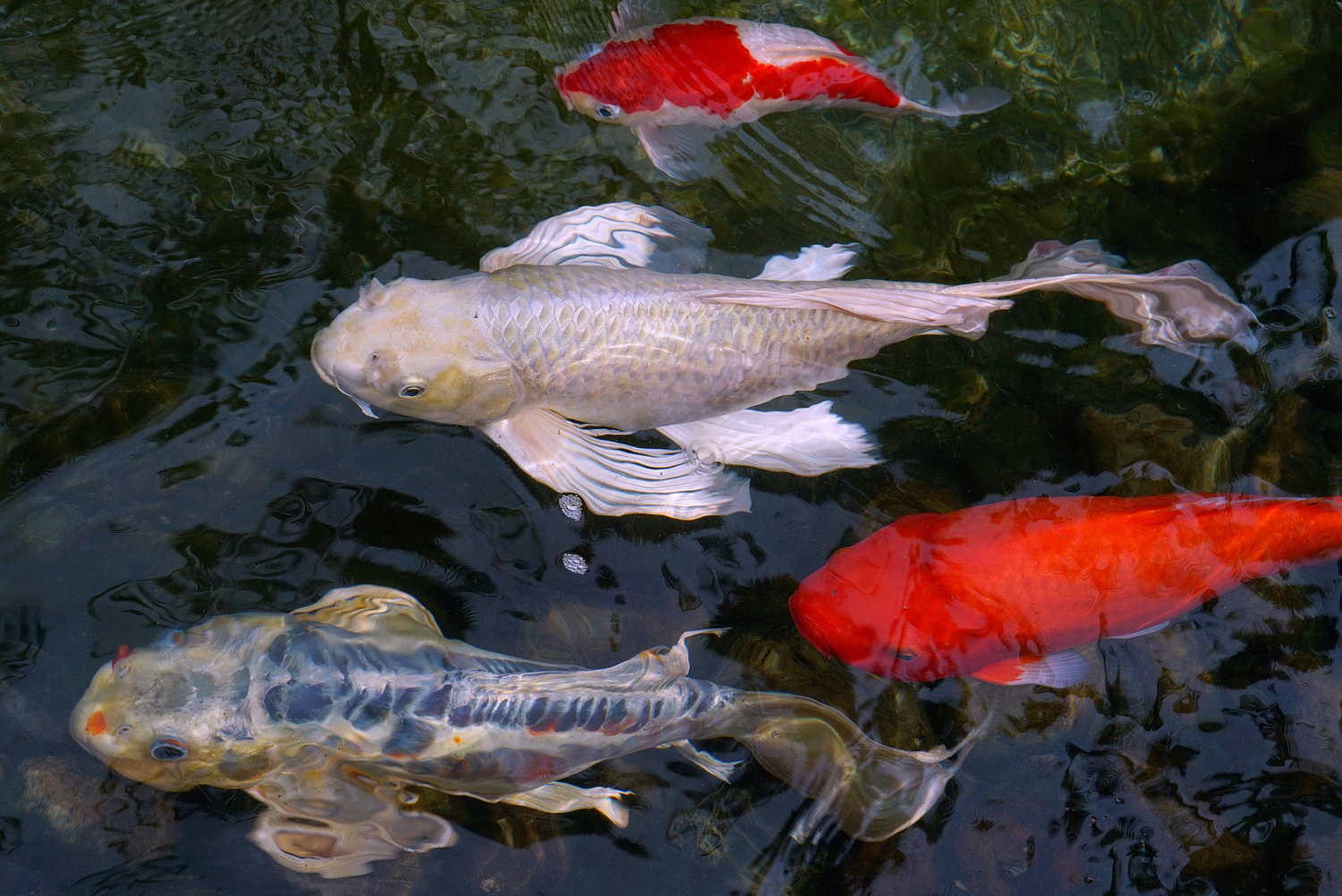 陳永鑑_錦鯉遊緃_20200917c.jpg