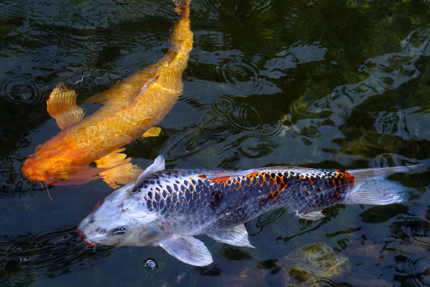 陳永鑑_錦鯉遊緃_20200917b.jpg