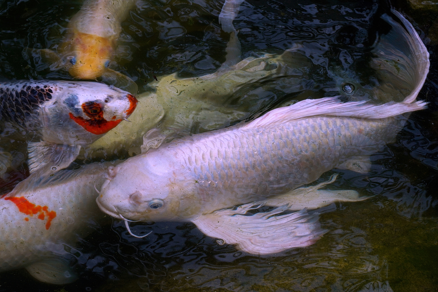 陳永鑑_錦鯉遊緃_20200917a.jpg