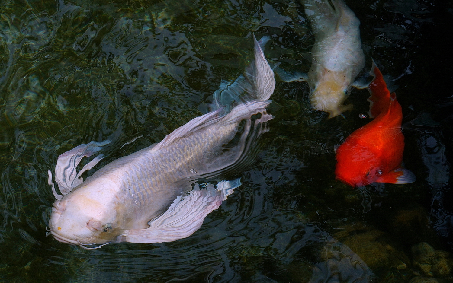 陳永鑑_錦鯉遊緃_20200918h.jpg