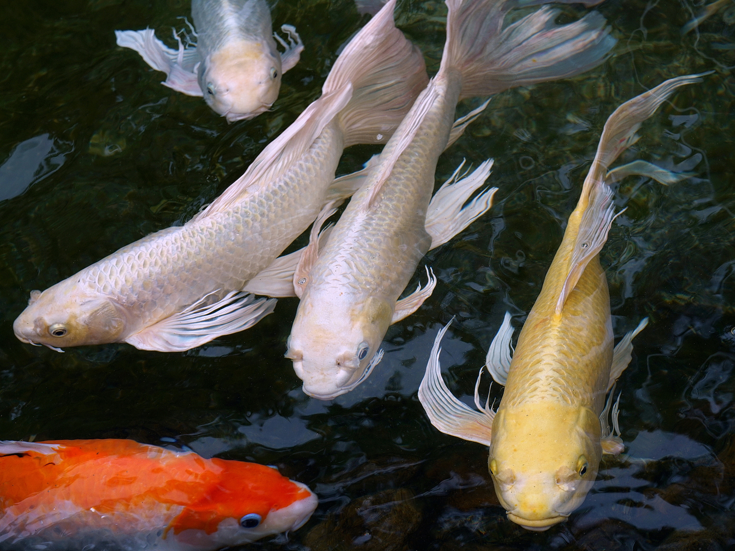 陳永鑑_錦鯉遊緃_20200918f.jpg