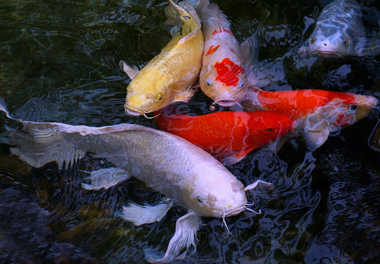 陳永鑑_錦鯉遊緃_20200918e.jpg