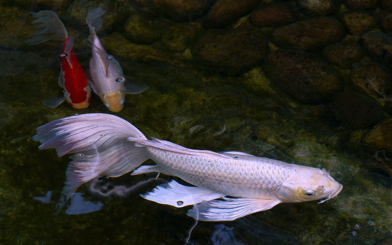 陳永鑑_錦鯉遊緃_20200918c.jpg