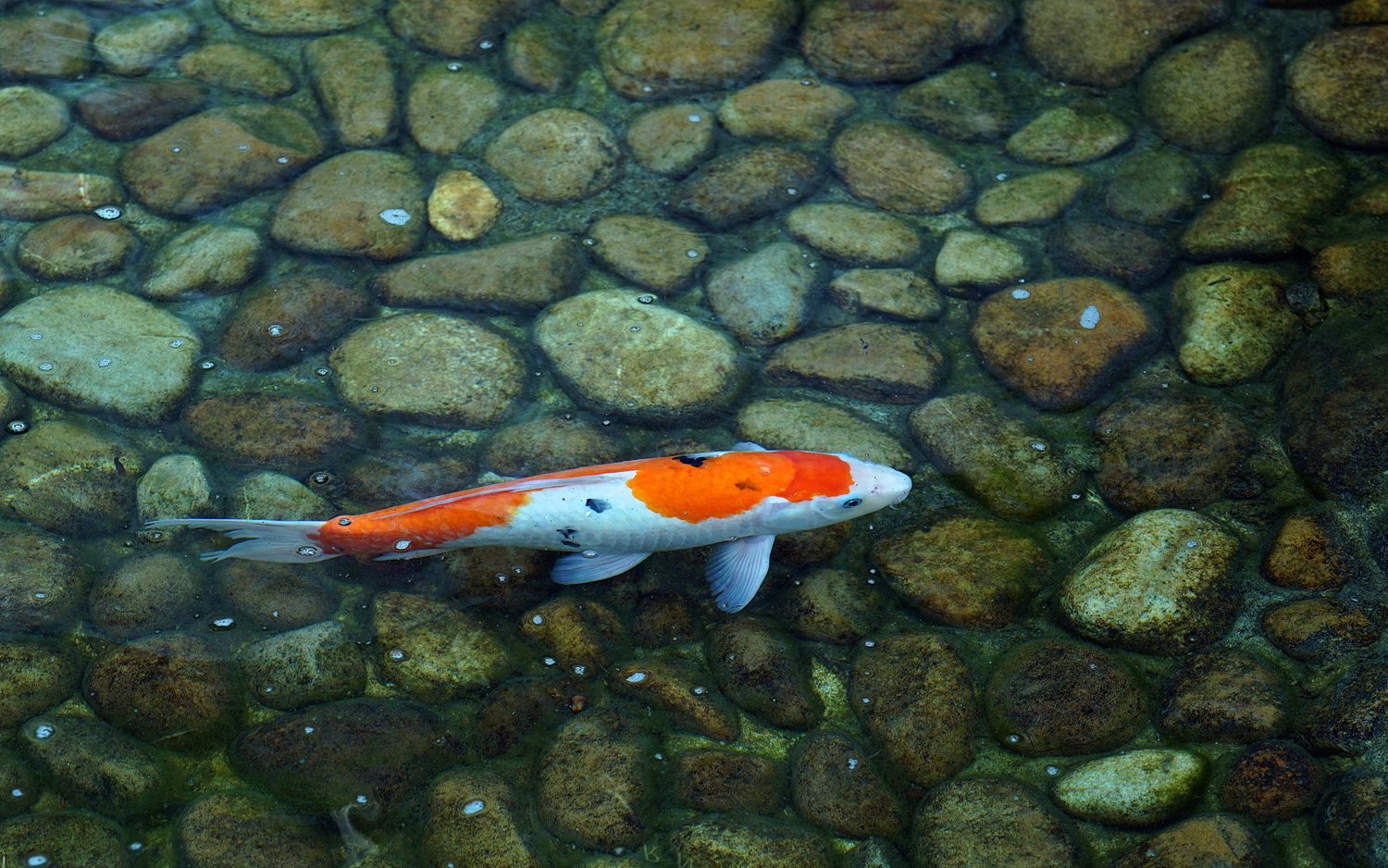 陳永鑑_錦鯉遊緃_20200918d.jpg