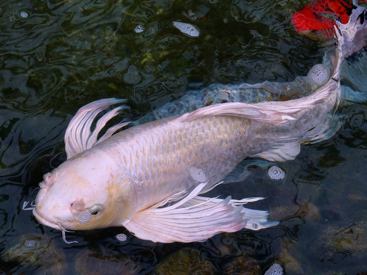 陳永鑑_錦鯉遊緃_20200919g.jpg