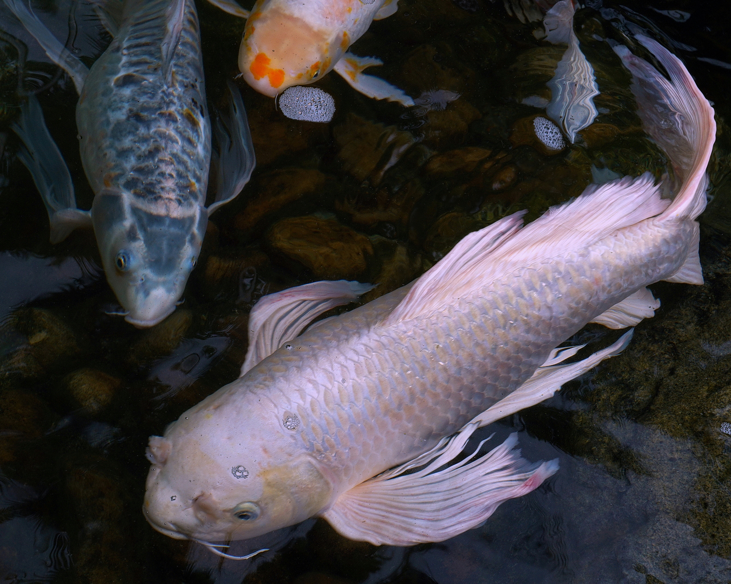陳永鑑_錦鯉遊緃_20200919f.jpg
