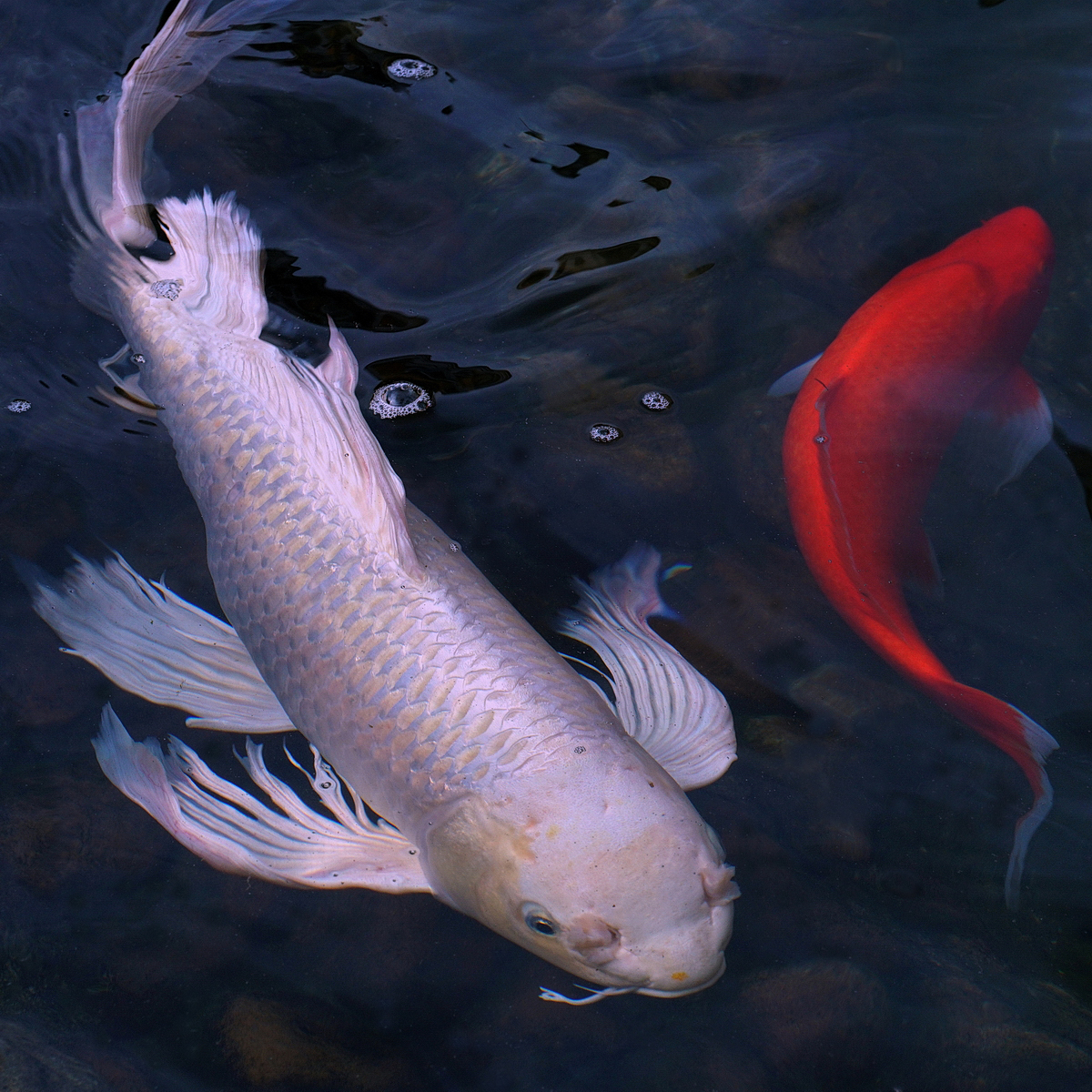 陳永鑑_錦鯉遊緃_20200919e.jpg