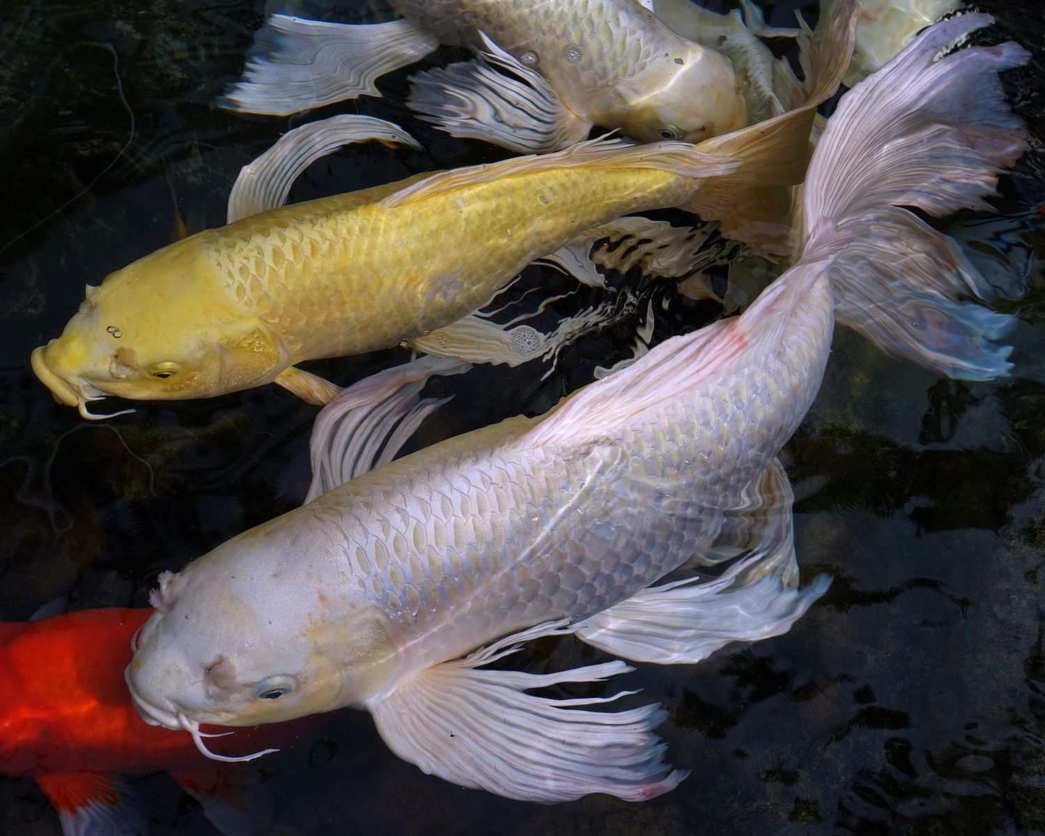 陳永鑑_錦鯉遊緃_20200919d.jpg