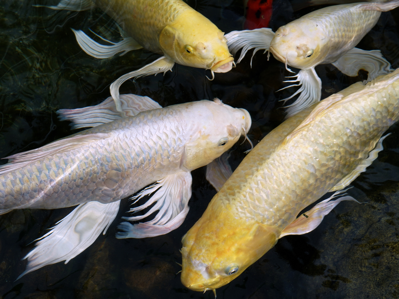 陳永鑑_錦鯉遊緃_20200919c.jpg