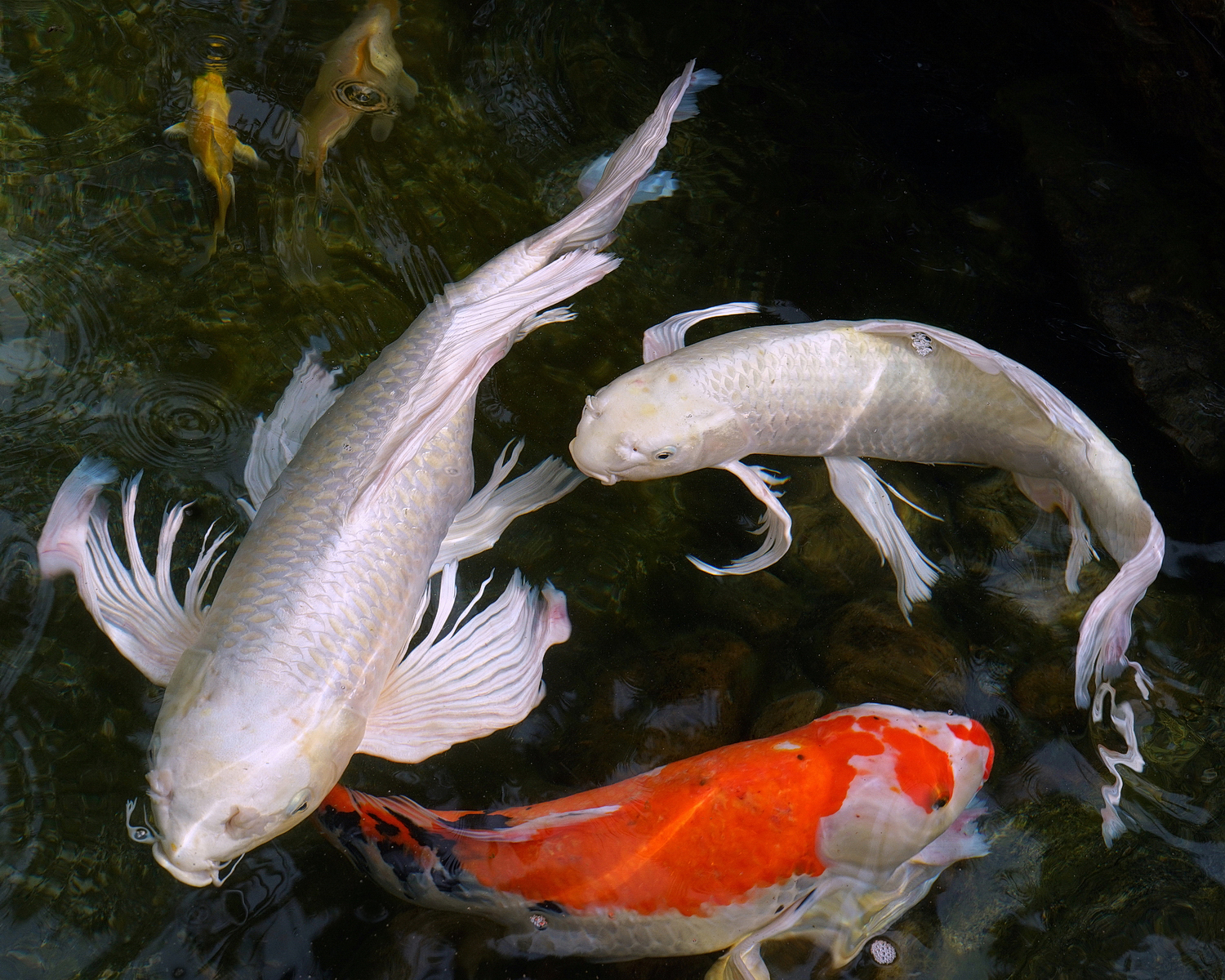 陳永鑑_錦鯉遊緃_20200919b.jpg