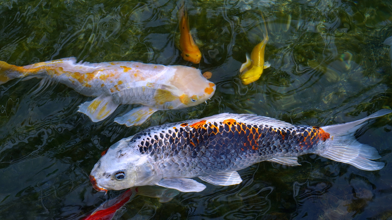 陳永鑑_錦鯉遊緃_20200919a.jpg