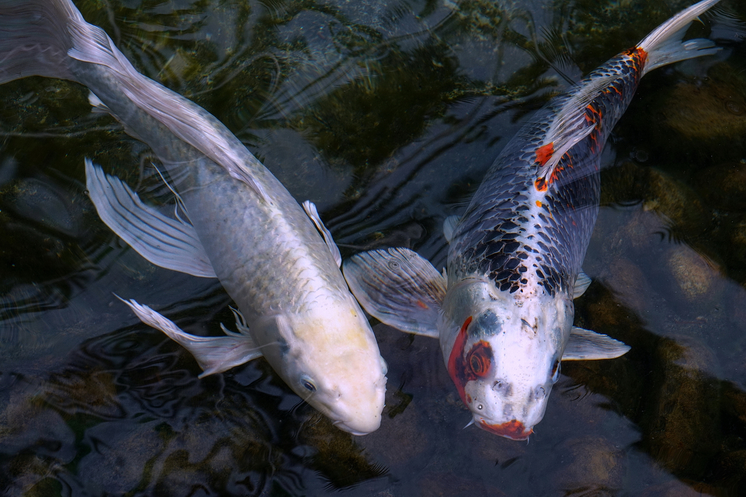 陳永鑑_錦鯉遊緃_20200920h.jpg