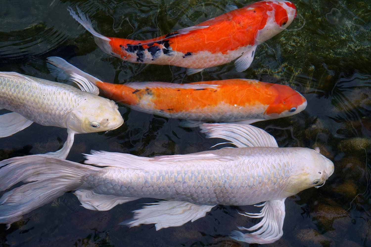 陳永鑑_錦鯉遊緃_20200920e.jpg