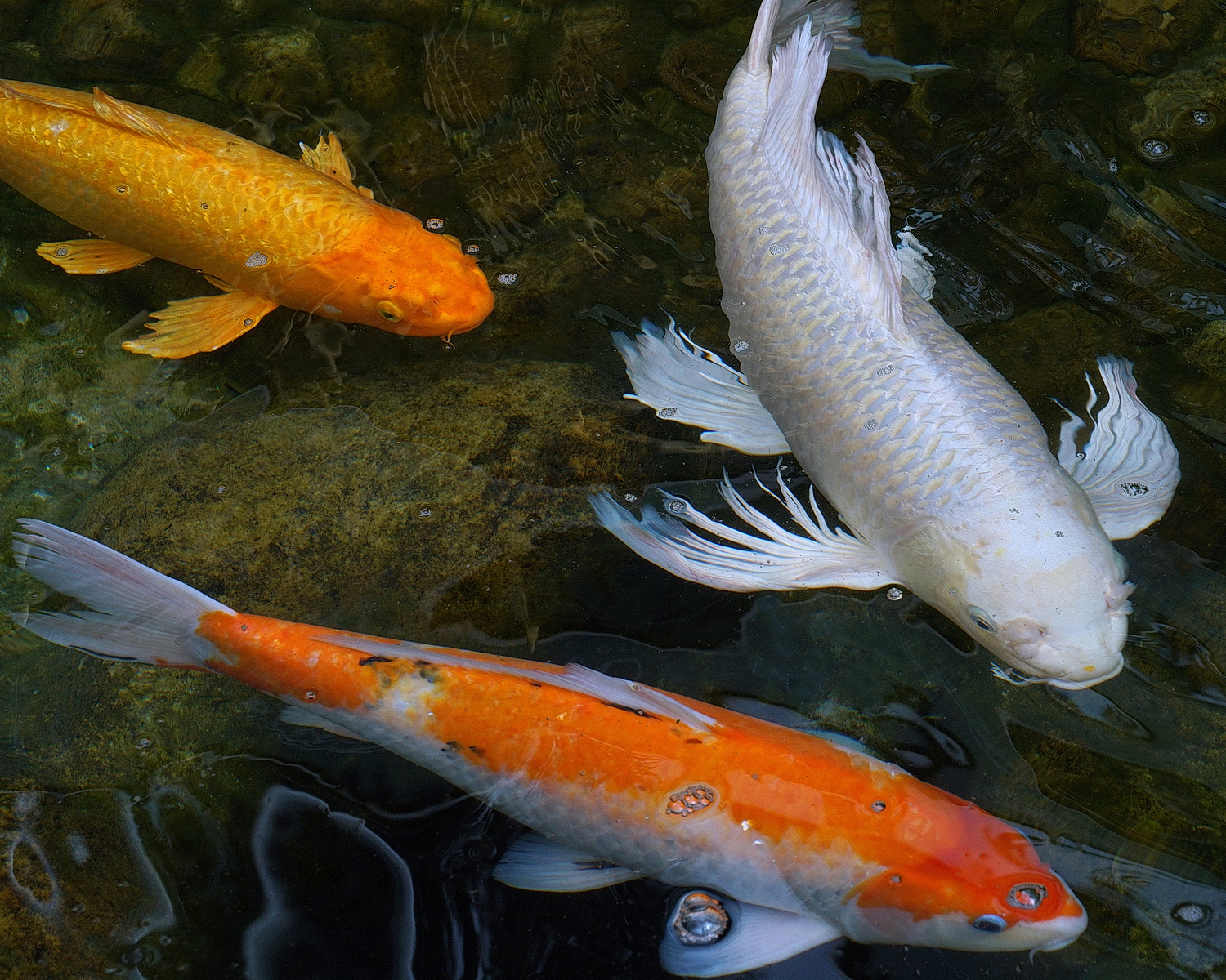 陳永鑑_錦鯉遊緃_20200920b.jpg
