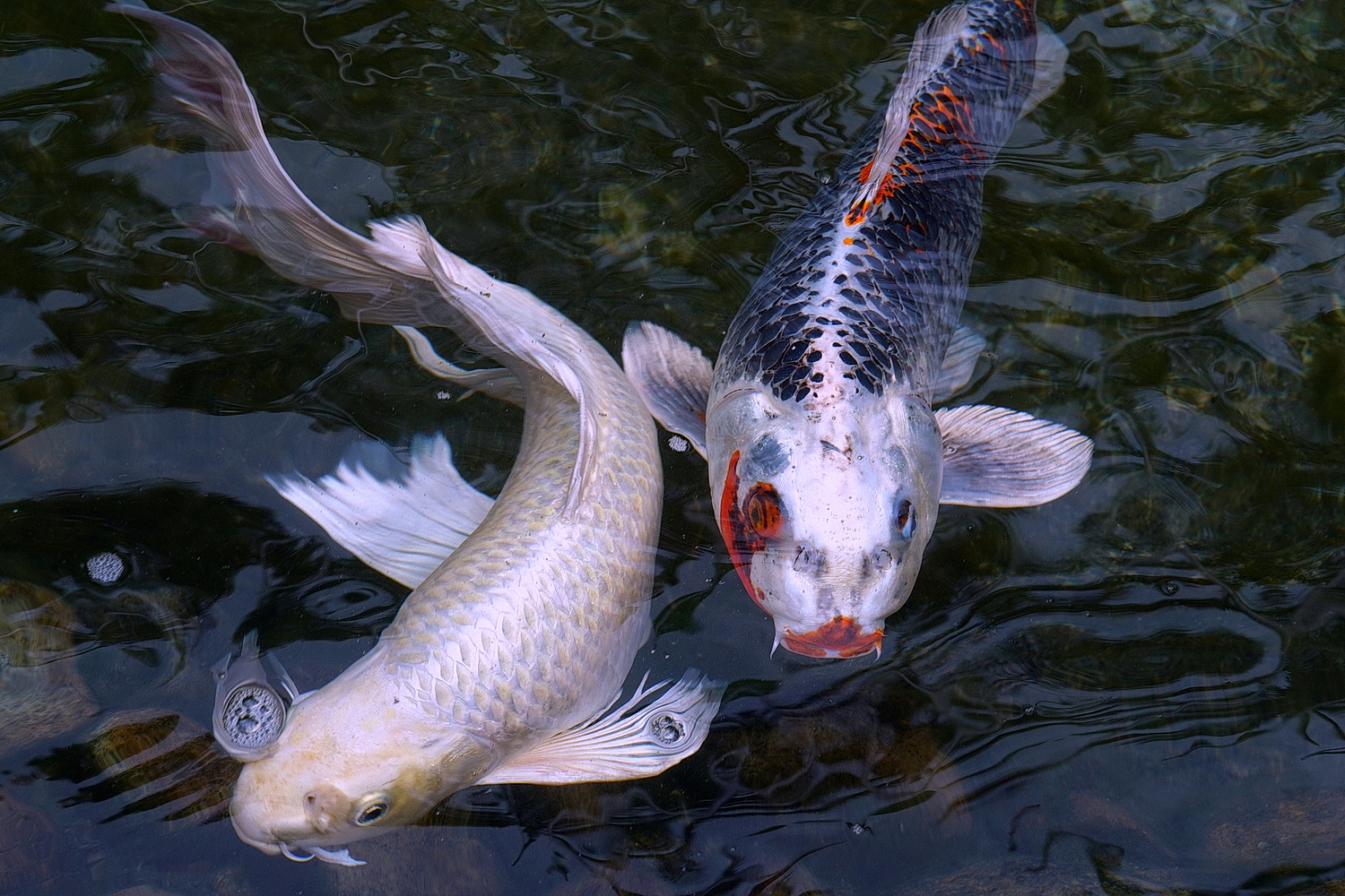 陳永鑑_錦鯉遊緃_20200920a.jpg