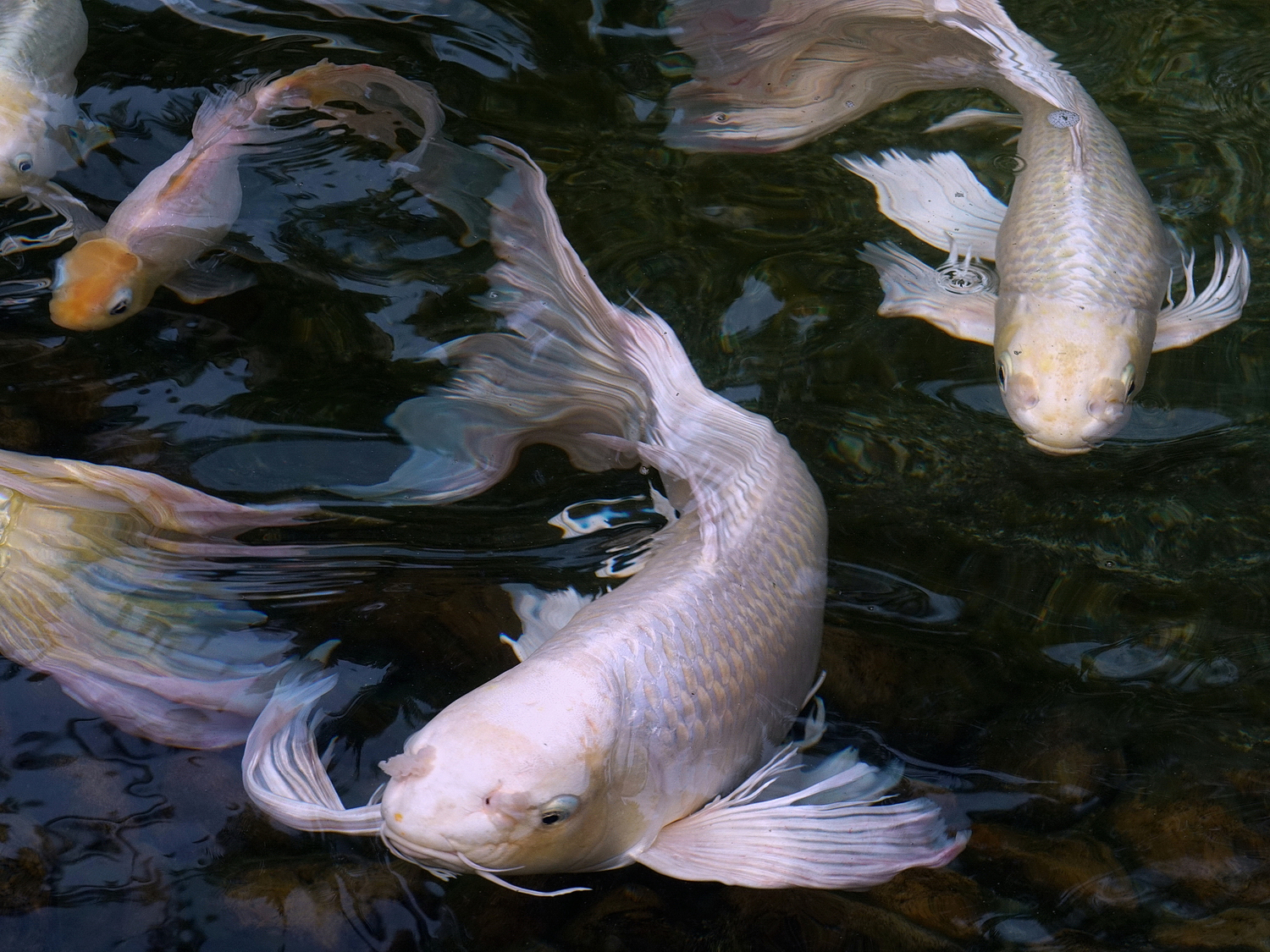 陳永鑑_錦鯉遊緃_20200923d.jpg