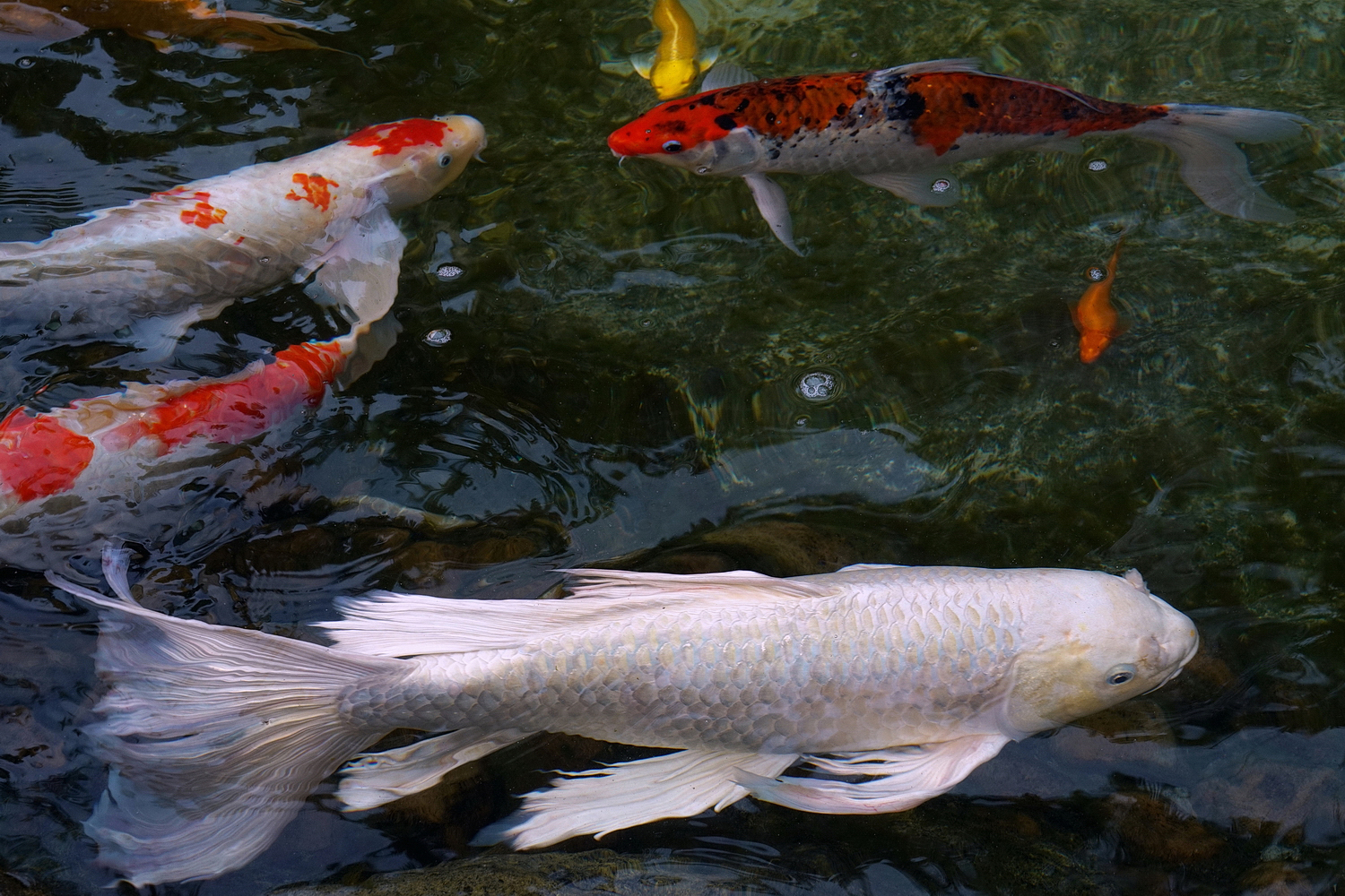 陳永鑑_錦鯉遊緃_20200923c.jpg