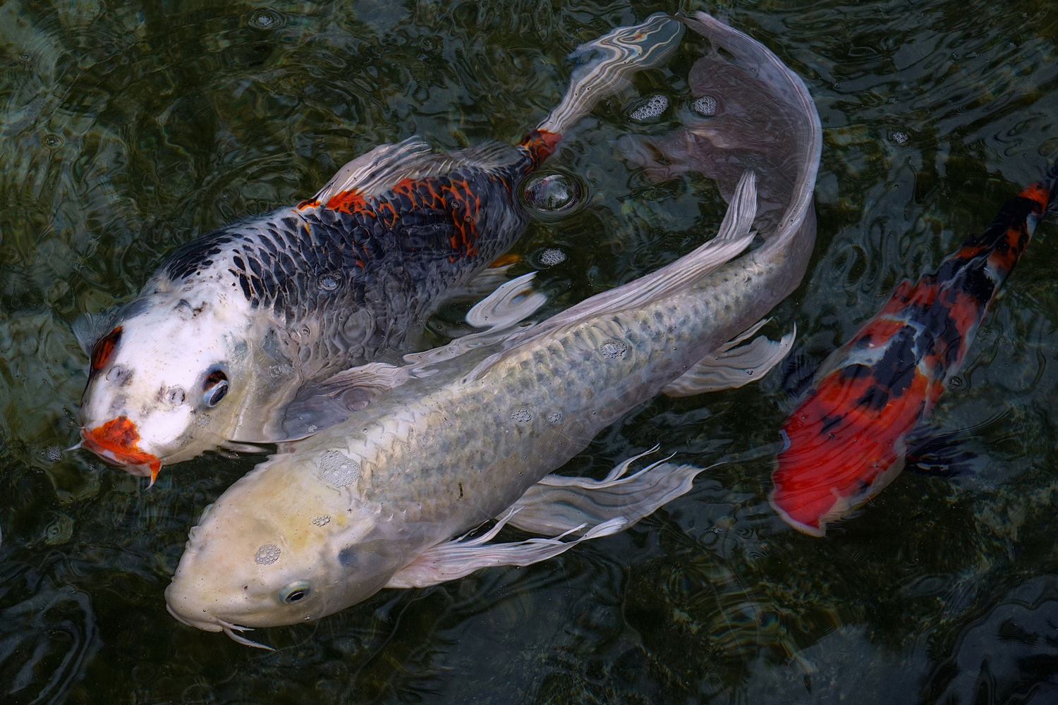 陳永鑑_錦鯉遊緃_20200923b.jpg