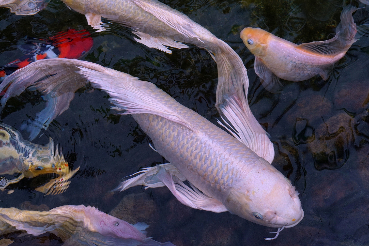 陳永鑑_錦鯉遊緃_20200923a.jpg
