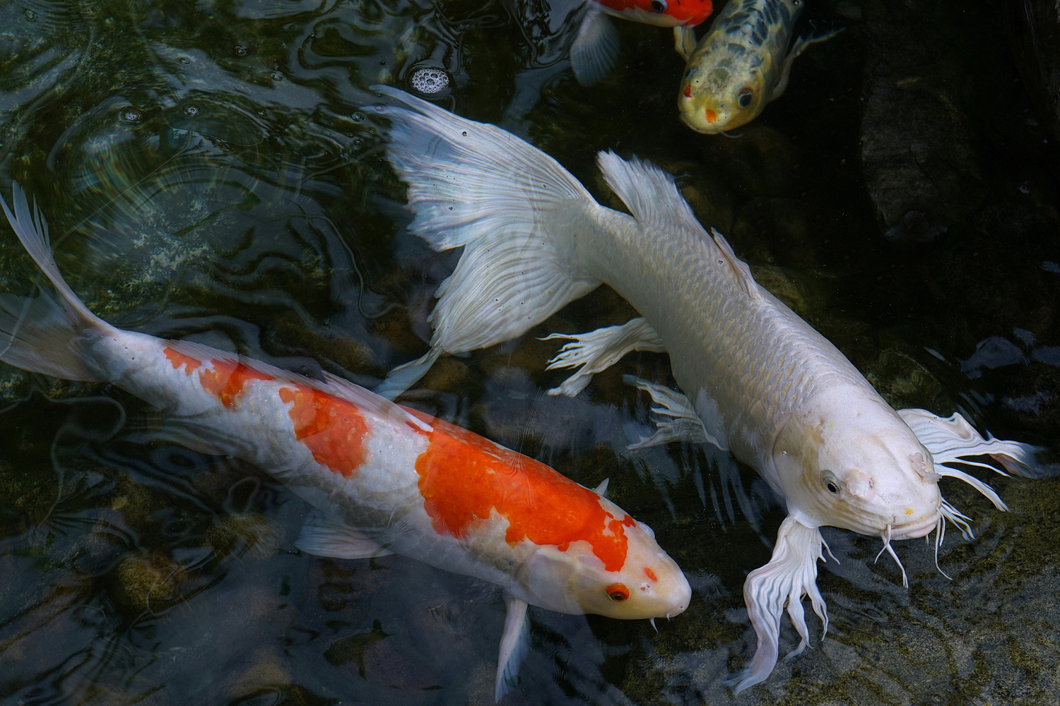 陳永鑑_錦鯉遊緃_20200924f.jpg